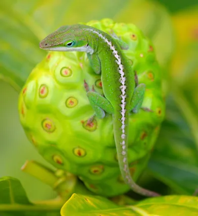 Lizard on Fruit