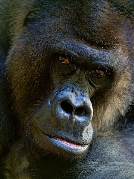 Large gorilla looking at camera