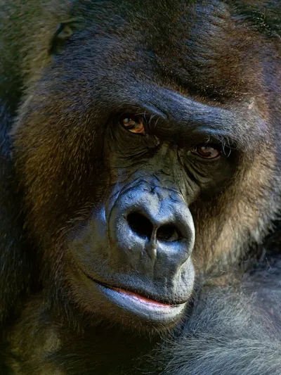 Large gorilla looking at camera