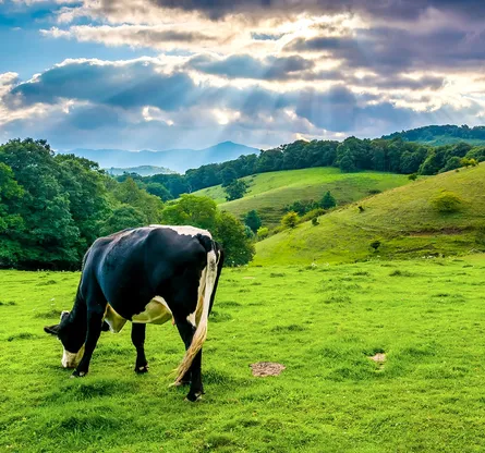 Cow eating grass