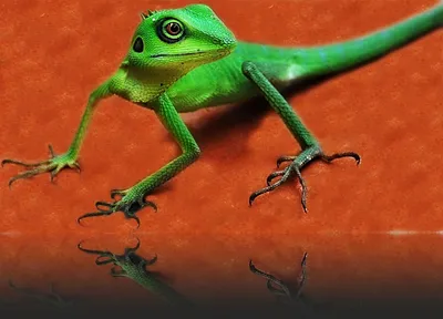 Lizard on surface