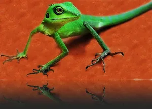 Lizard on surface