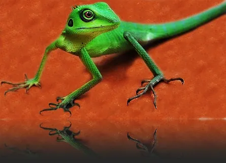 Lizard on surface