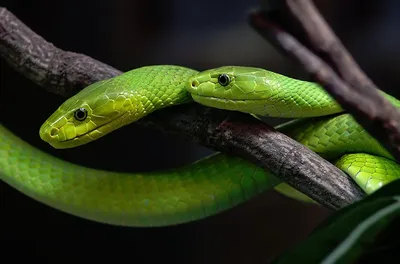 Two Snakes on Branch