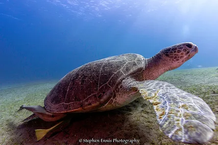 Green sea turtle 122 056