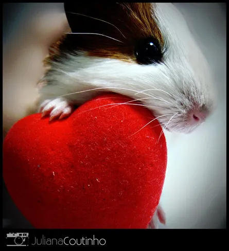 Red heart, hamster, photo credit josie coutinho