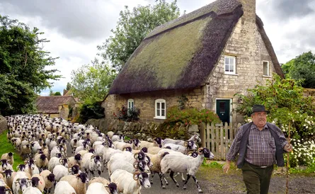 Herding goats 130 045