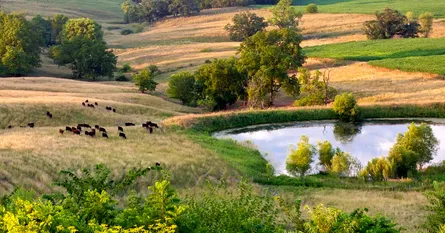 Cow pasture stream landscape