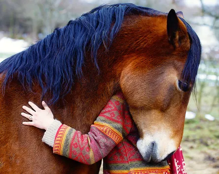 Horse hug 130 047