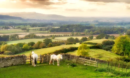 Two horses grazing on hillside