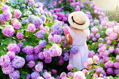 Girl Among Lavender Field