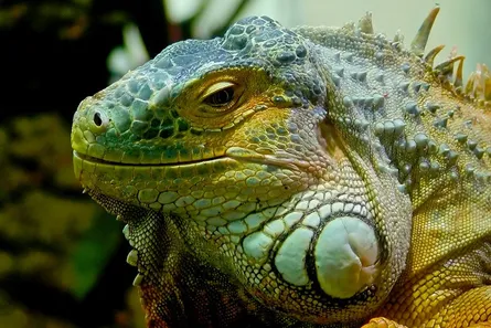 Green lizard on plant