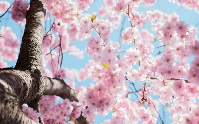 Blossoming cherry blossoms