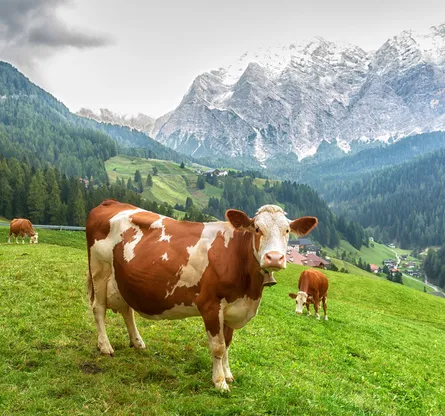 Cow standing on grass in mountain pasture