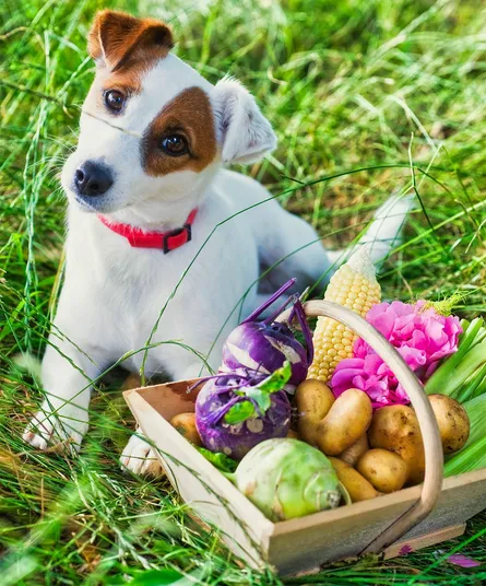 Jack russell terrier 122 061