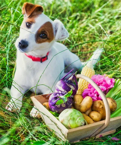 Dog with Vegetables