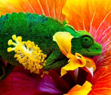 Colorful lizard on flowers