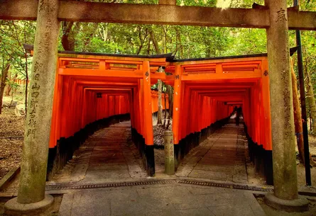 Orange torii gates