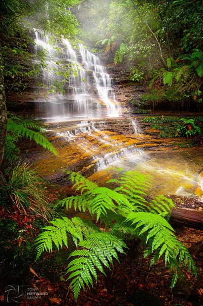 Lush Forest Scene