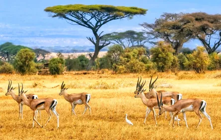 Wildebeests running away from predators