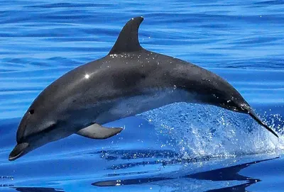 Leaping Dolphin