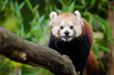Happy Giant Panda