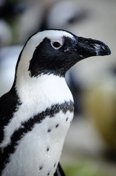 Cute Penguin