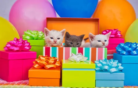 Kittens and presents