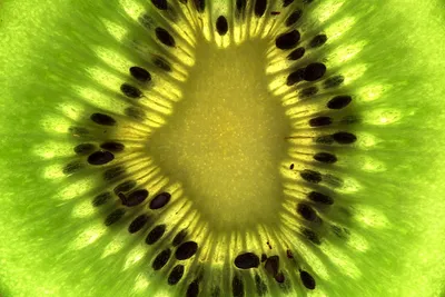Kiwi Slice Close-Up