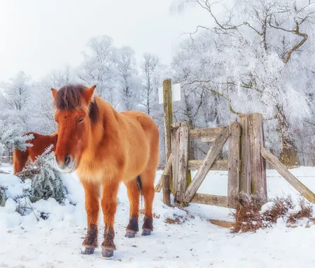 Horse in snowy field