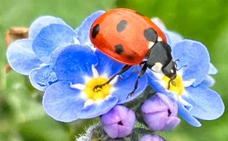 Colorful ladybug on flowers