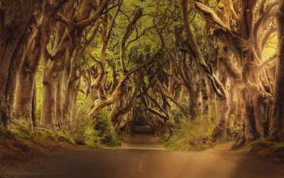 An Avenue of Trees