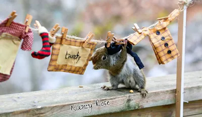 Chipmunk under clothesline