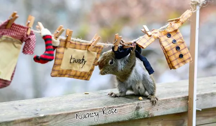 Chipmunk under clothesline