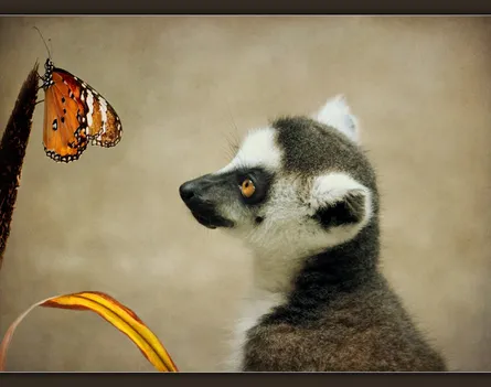 Lemur and butterfly 122 067