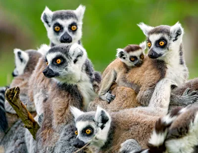 Playful lemurs family photo