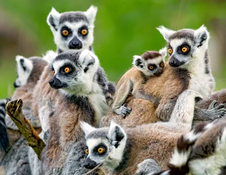 Playful lemurs family photo