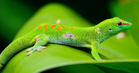 Green lizard on leaf