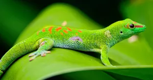 Green lizard on leaf