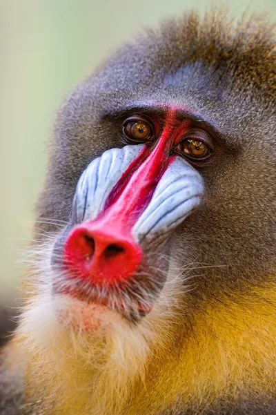 Close-up Animal Photograph