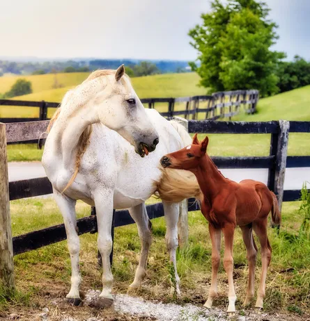 Mare and colt 122 072