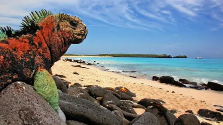 Lizard on rocks