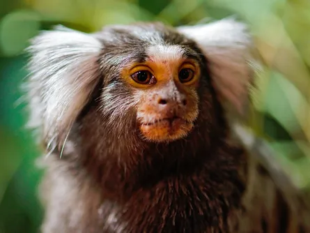 Close up of monkey with light brown fur