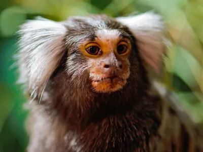 Close up of monkey with light brown fur