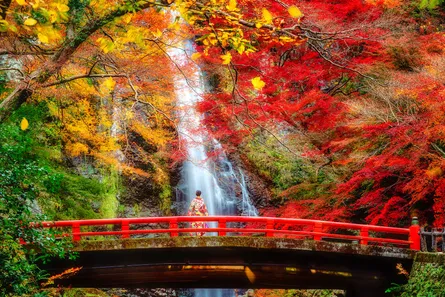 Colorful tree leaves