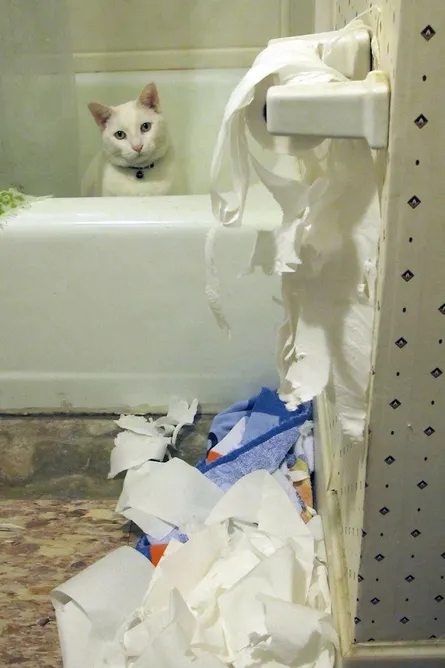 Cat sitting in tub with paper towels on floor