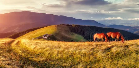 Picturesque mountain pasture