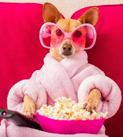 Dog in Pink Robe