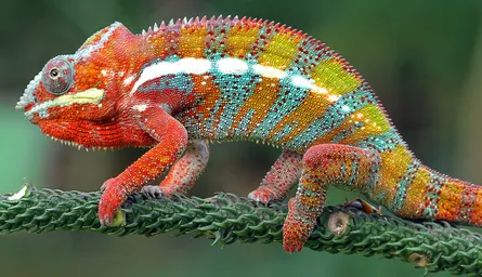 Chameleon on Branch