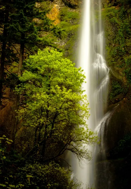 Waterfall near forest